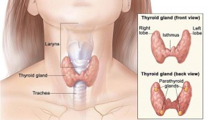 800x465xHypothyroidism-Revolution2.jpg.pagespeed.ic.BY2FPq2Mf-