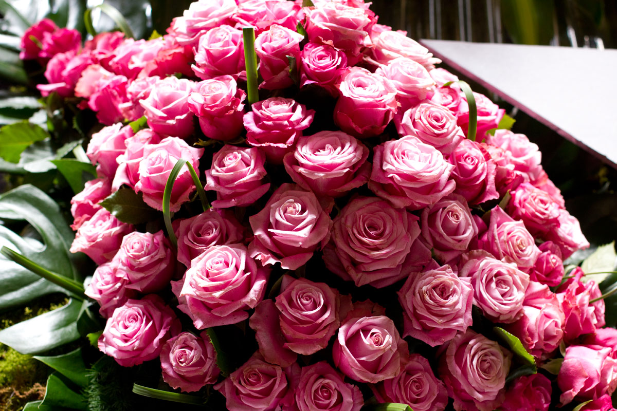 hot-pink-roses