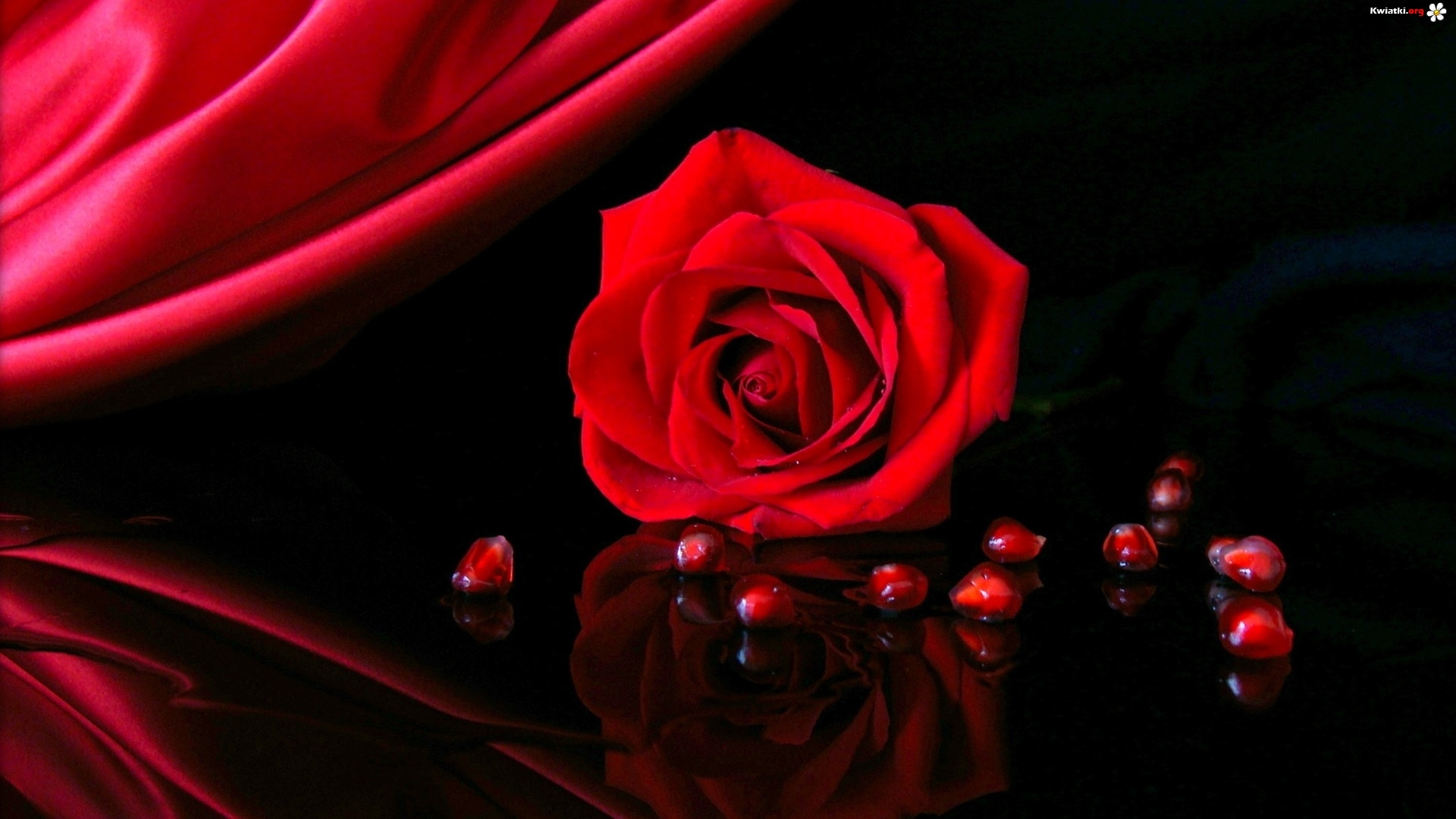 red-rose-42982 (1)