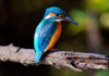 bird-sanctuaries-in-india