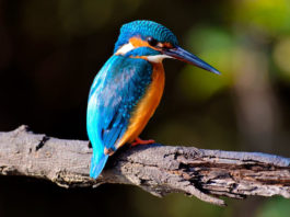 bird-sanctuaries-in-india
