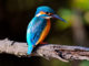 bird-sanctuaries-in-india